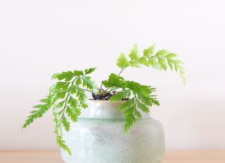 Patru sfaturi pentru a asigura cât mai multă lumină plantelor de interior din clădirile comerciale